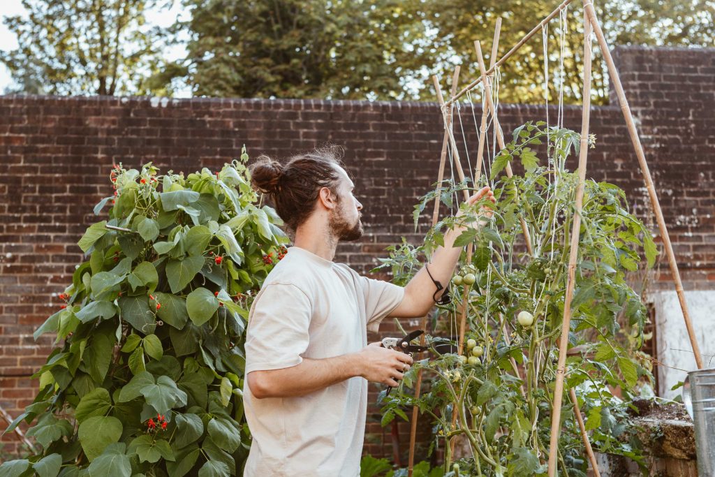 a man in a garden tending to tomato plants