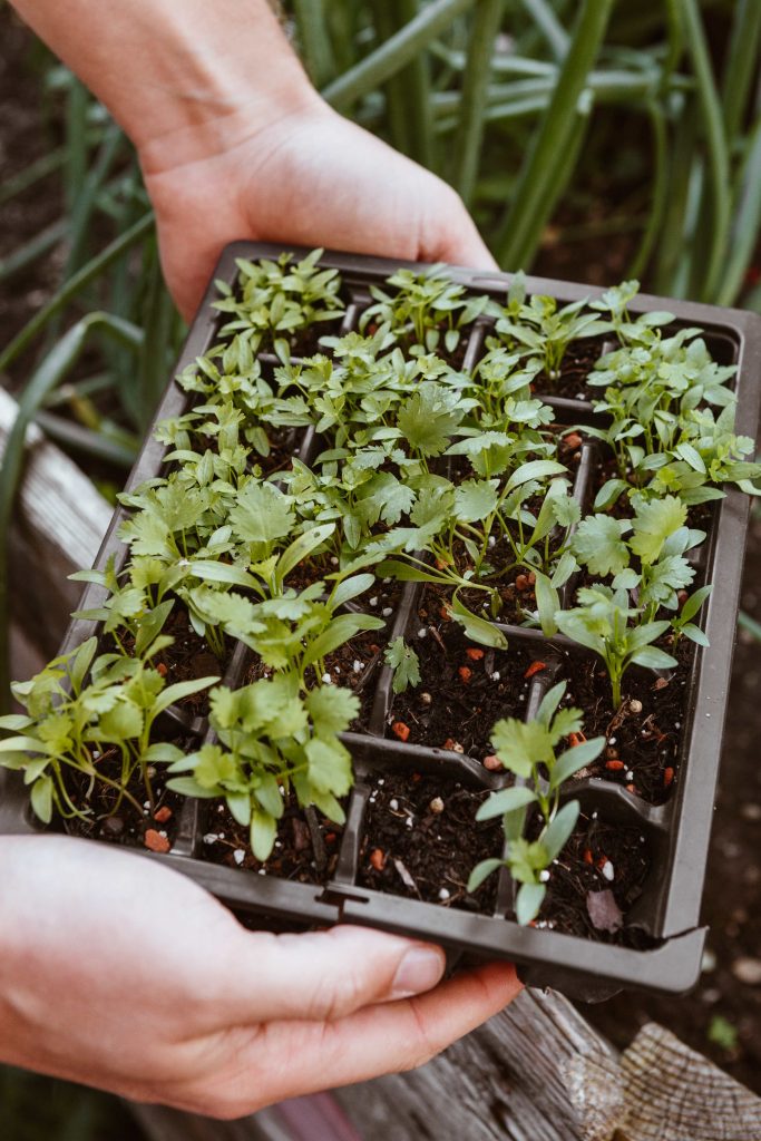 a small box of seedlings being held